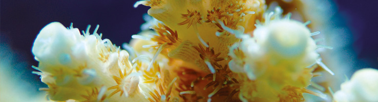 738X200 res sea salts - coral Skeletogenesis